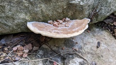 Trametes lactinea