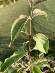 Cornus drummondii