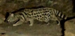 Genetta tigrina