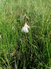 Eriophorum angustifolium