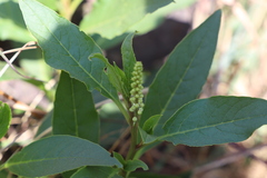 Phytolacca octandra