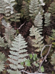 Myriopteris lindheimeri