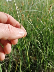 Eriophorum angustifolium