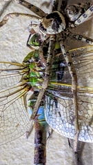 Anax parthenope julius