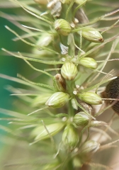Setaria verticillata