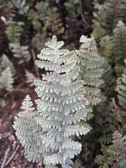 Myriopteris lindheimeri