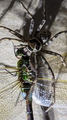 Anax parthenope julius