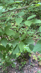 Fraxinus quadrangulata