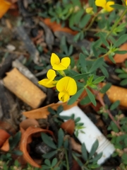 Lotus corniculatus