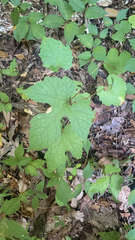 Vitis aestivalis