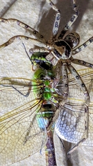 Anax parthenope julius