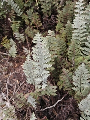 Myriopteris lindheimeri