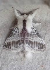Tolype velleda