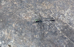 Stylogomphus albistylus
