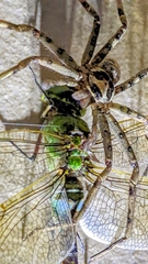 Anax parthenope julius