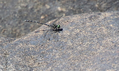Stylogomphus albistylus
