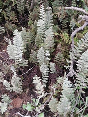 Myriopteris lindheimeri