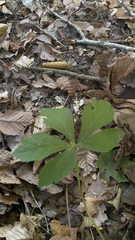 Sanicula canadensis