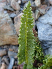 Polystichum kruckebergii