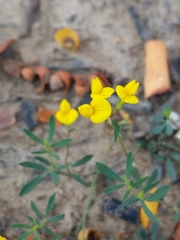 Lotus corniculatus