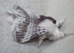 Tolype velleda