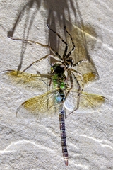 Anax parthenope julius