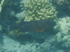 Cephalopholis miniata