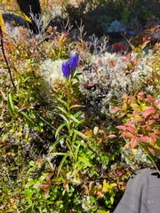 Gentiana linearis