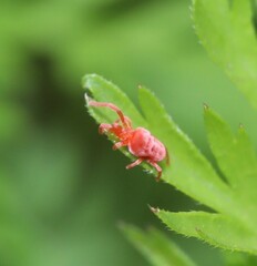 Trombidium holosericeum