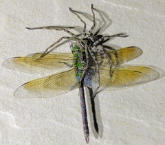 Anax parthenope julius