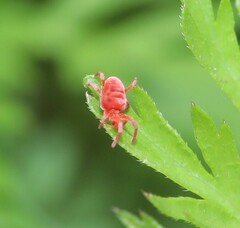 Trombidium holosericeum