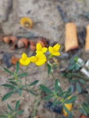 Lotus corniculatus