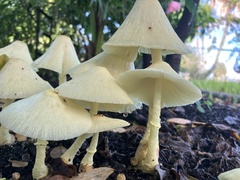 Leucocoprinus