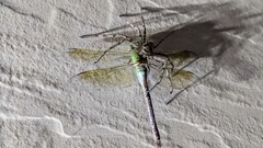 Anax parthenope julius