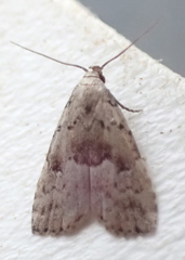 Hypenodes fractilinea