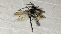Anax parthenope julius