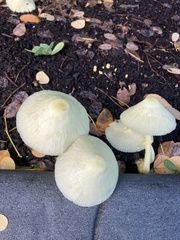 Leucocoprinus