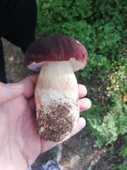 Boletus pinophilus