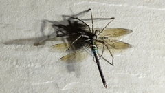 Anax parthenope julius