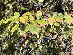 Trochodendron aralioides