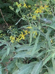 Verbesina alternifolia