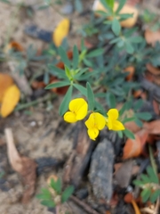 Lotus corniculatus