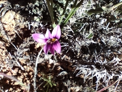 Romulea kamisensis