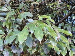 Trochodendron aralioides