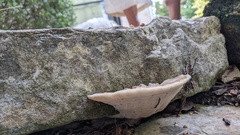Trametes lactinea