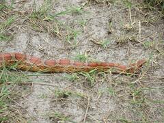 Pantherophis guttatus