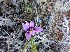 Romulea kamisensis
