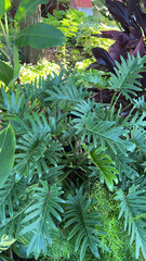 Thaumatophyllum xanadu