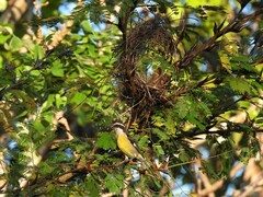 Coereba flaveola caboti