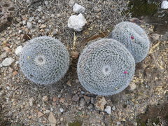 Mammillaria perbella